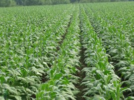 烟草如何科学施肥？